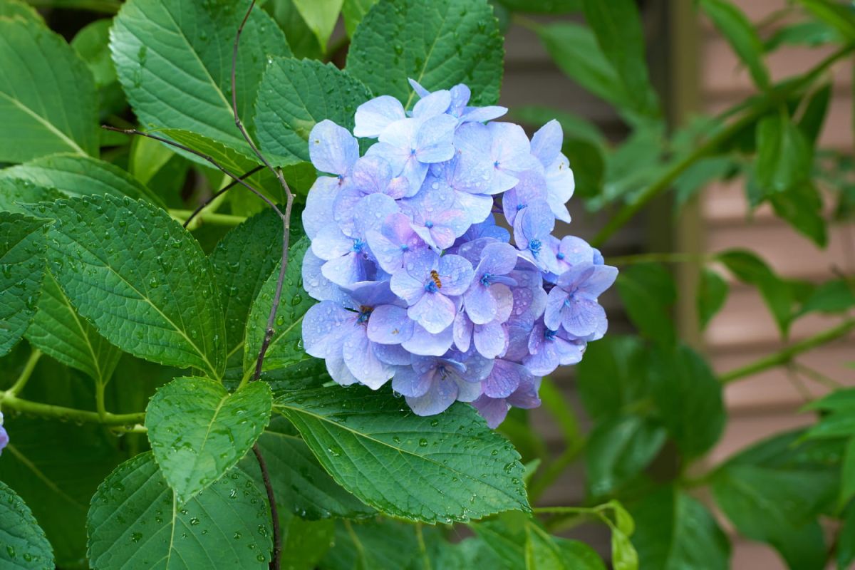 Les secrets d'une bouture d'hortensia réussie