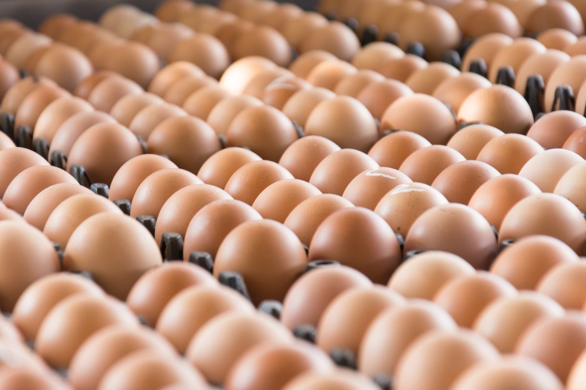 Œufs contaminés au fipronil : la liste des produits concernés s'allonge