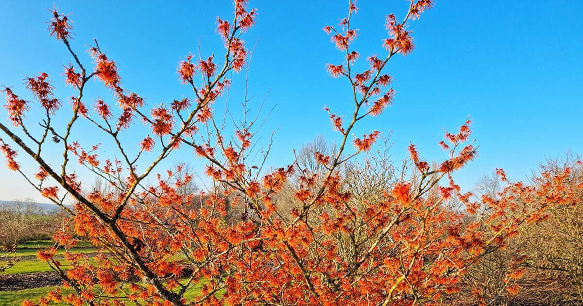 Des plantes d'hiver pour égayer votre intérieur et jardin