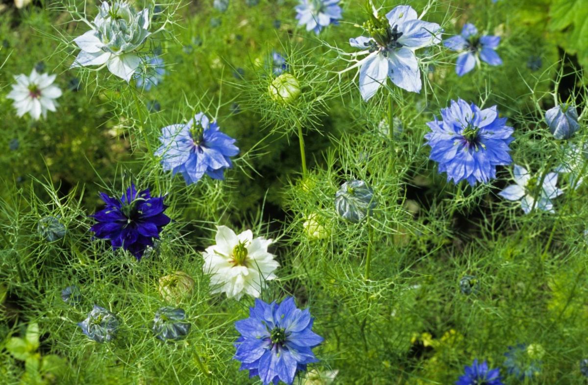 Célébrez le printemps avec ces 4 fleurs robustes pour un jardin éclatant