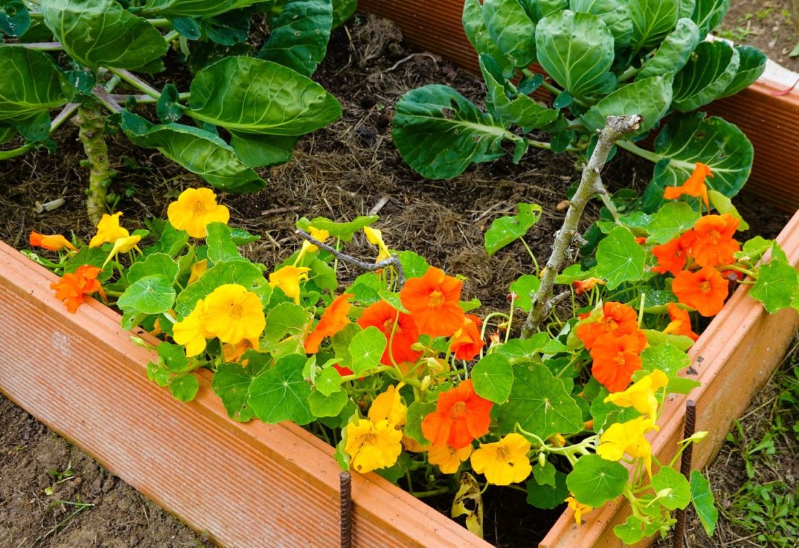 Découvrez ces 4 fleurs pour enrichir et protéger naturellement votre potager
