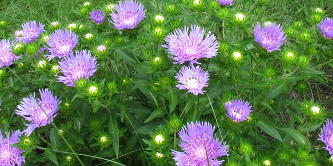 Bleuet d'Amérique (Stokesia laevis) : une étoile florale à découvrir