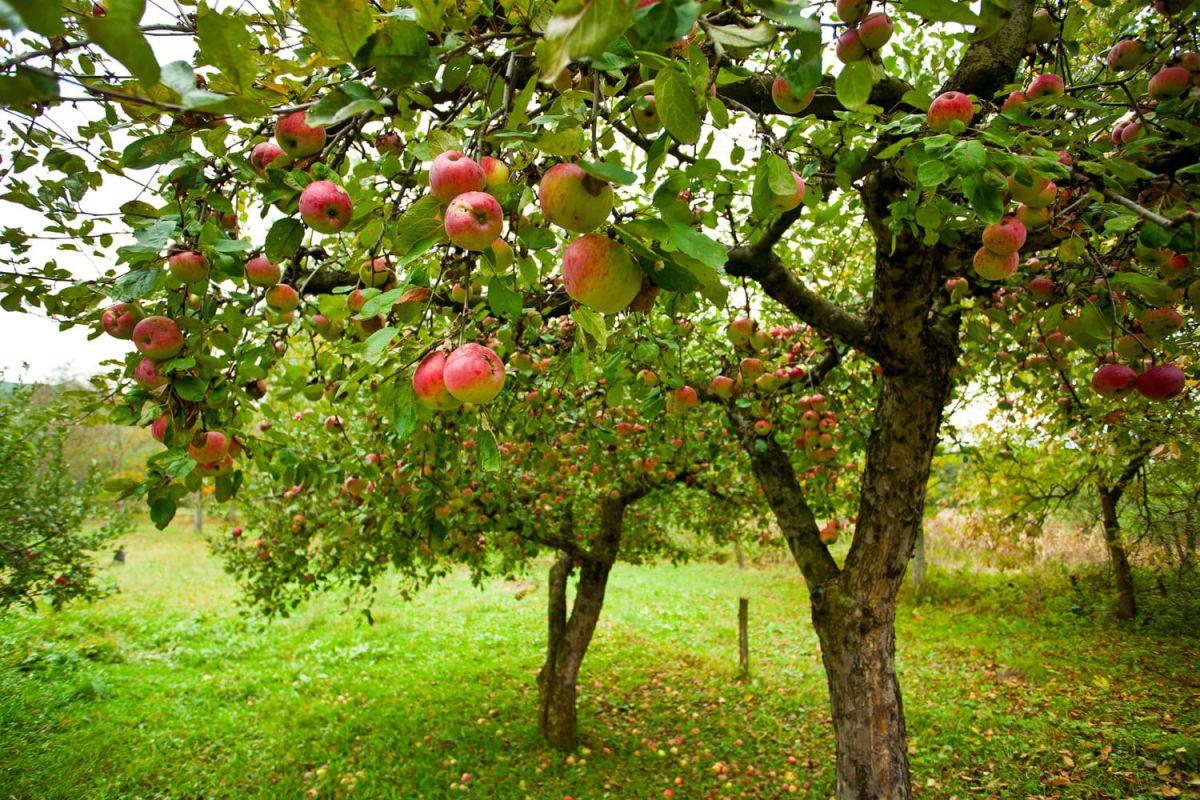 Secrets de plantation et de taille pour des pommiers prolifiques