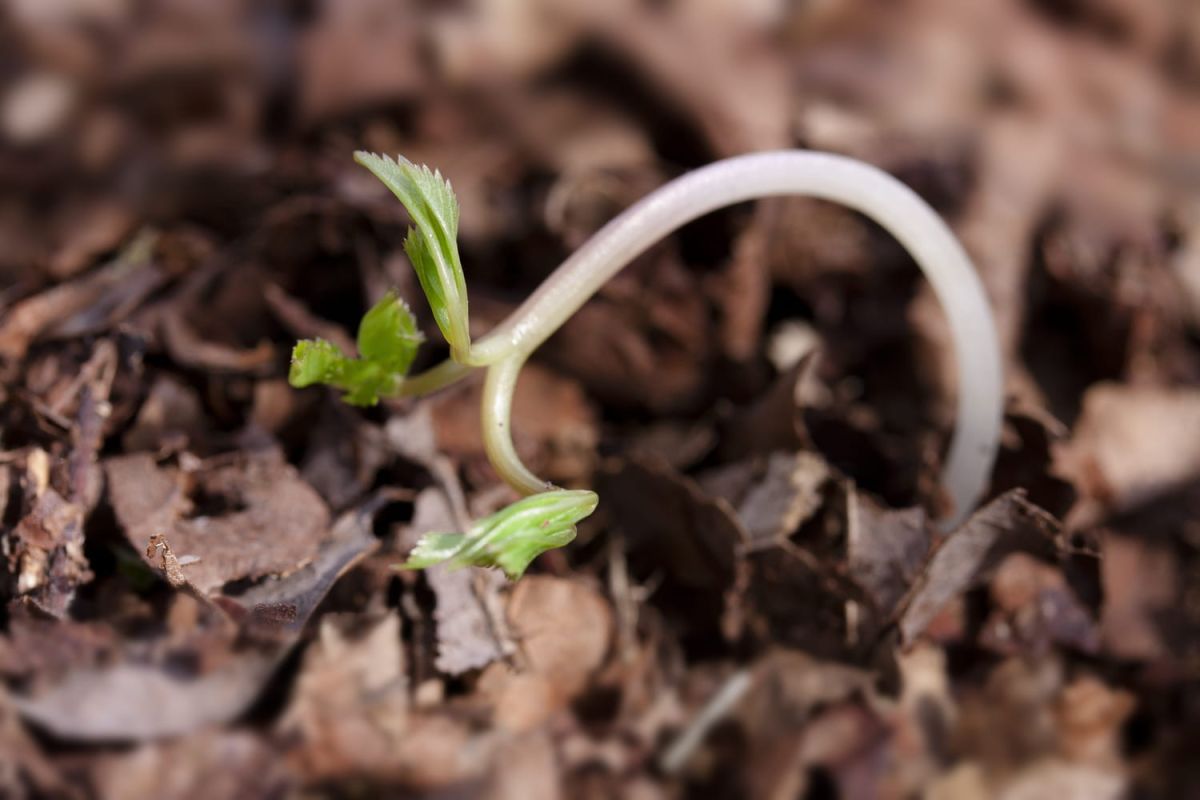 Lutter contre la fonte des semis : astuces et remèdes naturels
