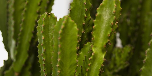 L'euphorbe cactiforme : une succulente aux allures exotiques