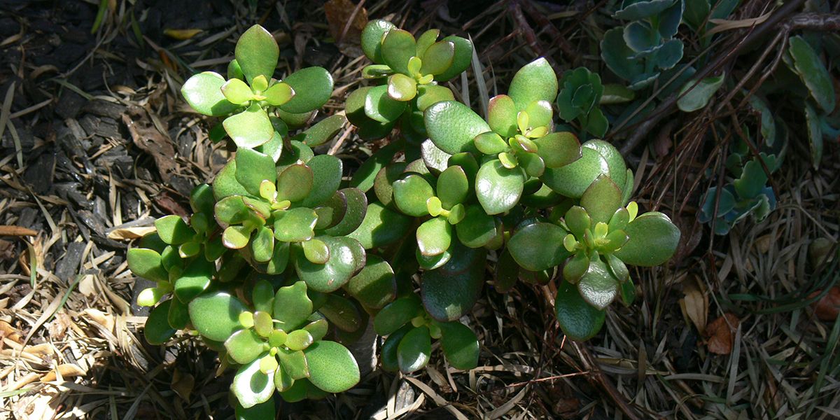 Peut-on planter un arbre de jade en pleine terre ? Quelles précautions ?