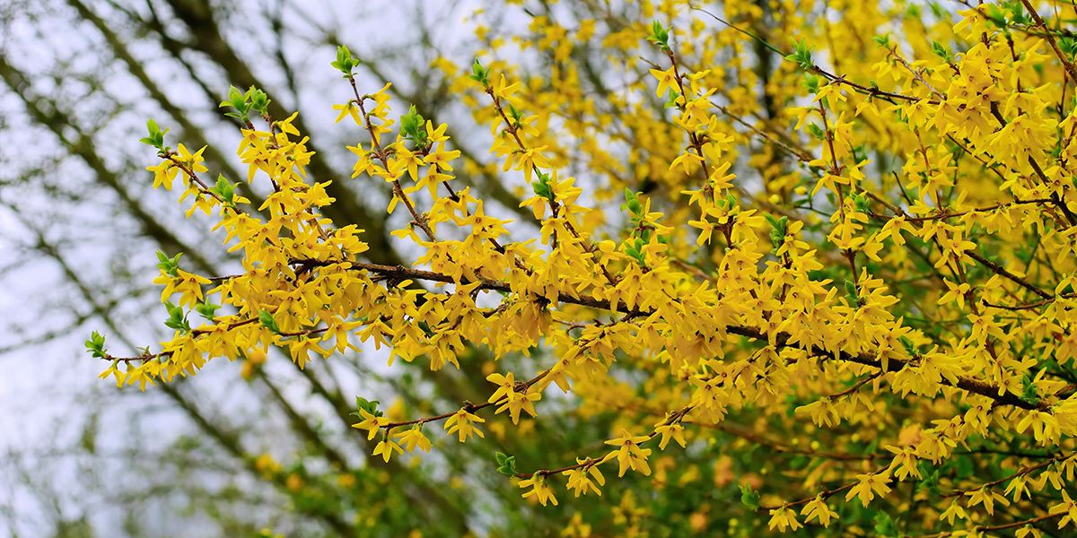 Tailler un forsythia : nos conseils pratiques pour un jardin éclatant