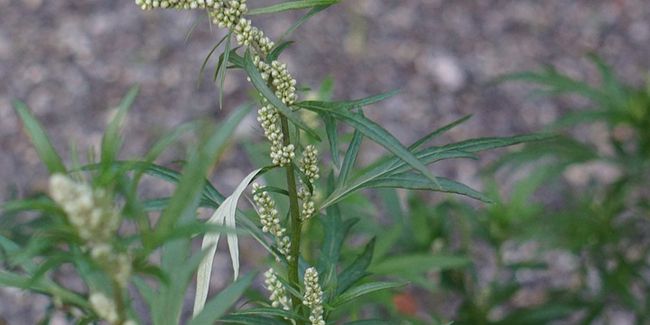 L'armoise : une plante aux mille vertus et au charme argenté