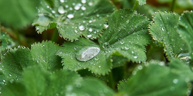 L'alchémille, la plante couverte aux mille vertus