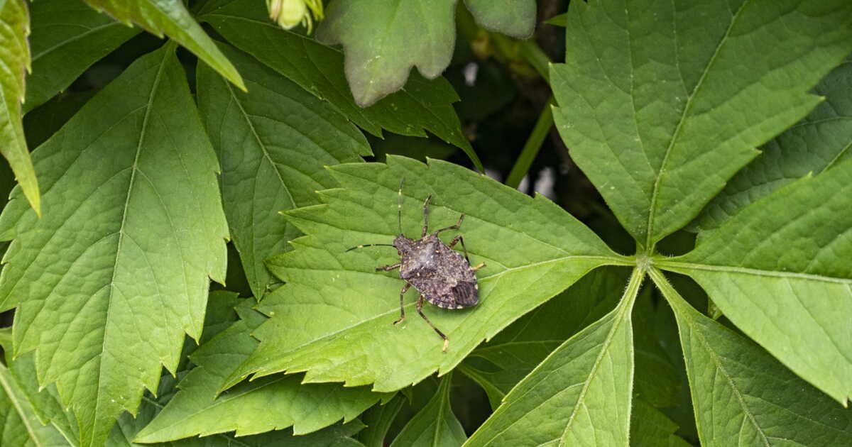 Éloignez les punaises de jardin de votre maison avec des méthodes astucieuses