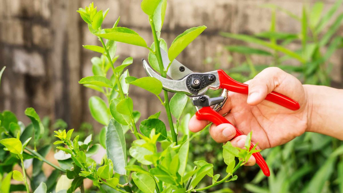 Tailler pour mieux récolter : les plantes clés à soigner fin juillet