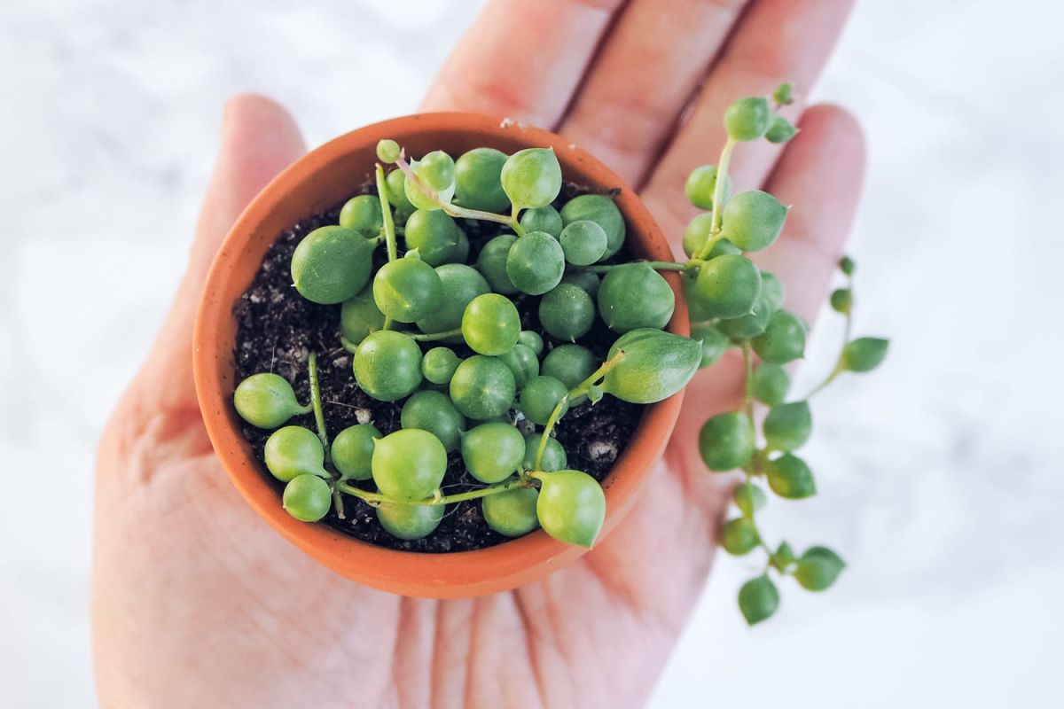 Senecio rowleyanus (Sénécion de Rowley) : entretien, arrosage, qui sèche