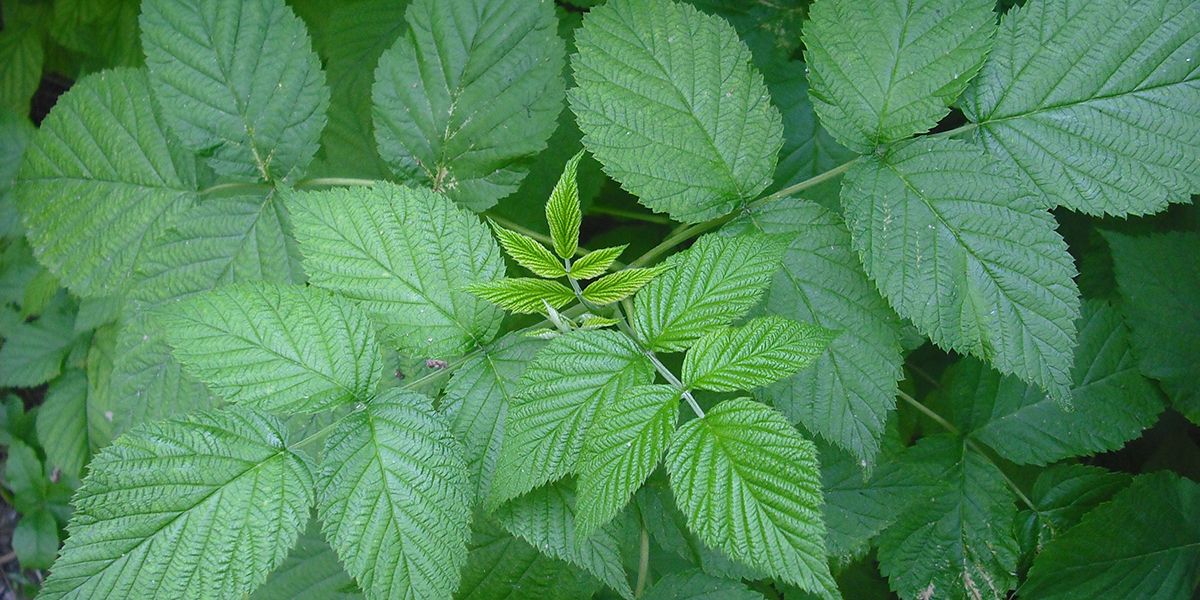 framboisiers sans fleurs ni fruits : décryptage des 6 causes cachées