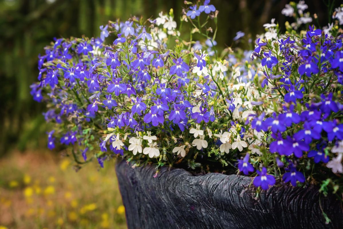 Lobelia : la beauté suspendue au jardin