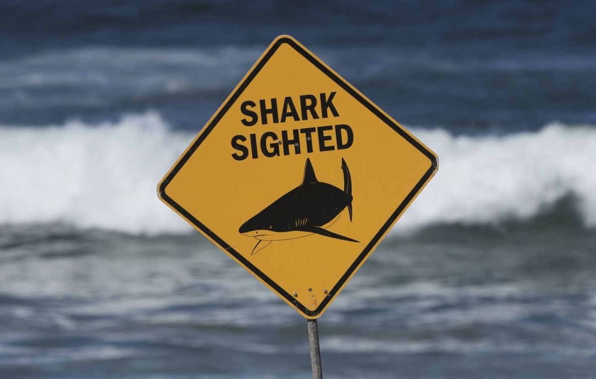 Tragédie en Australie : un homme perd la vie après une attaque de requin dans le Queensland
