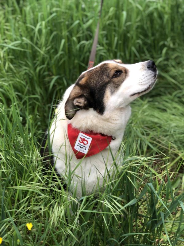 Le drame de Louki : un chien victime de maltraitance reconnu par la justice
