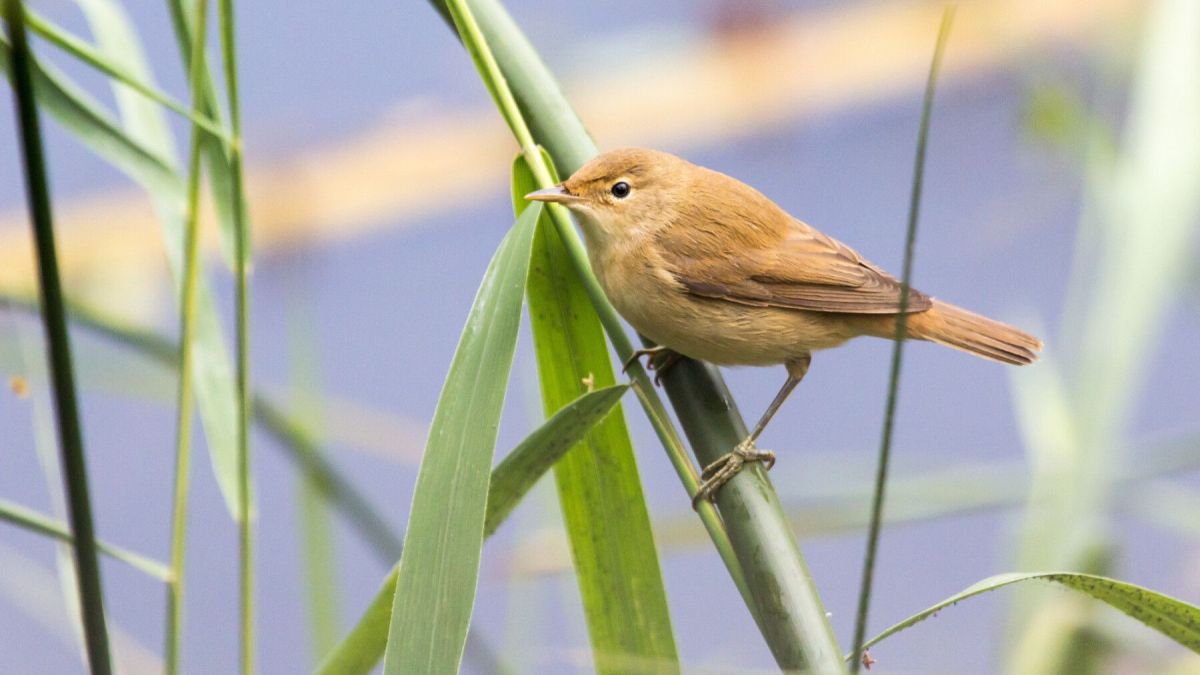 Quiz : À la découverte des oiseaux migrateurs !