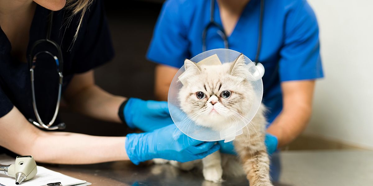 assurance chat : tout savoir sur la prise en charge à 100 % des frais vétérinaires