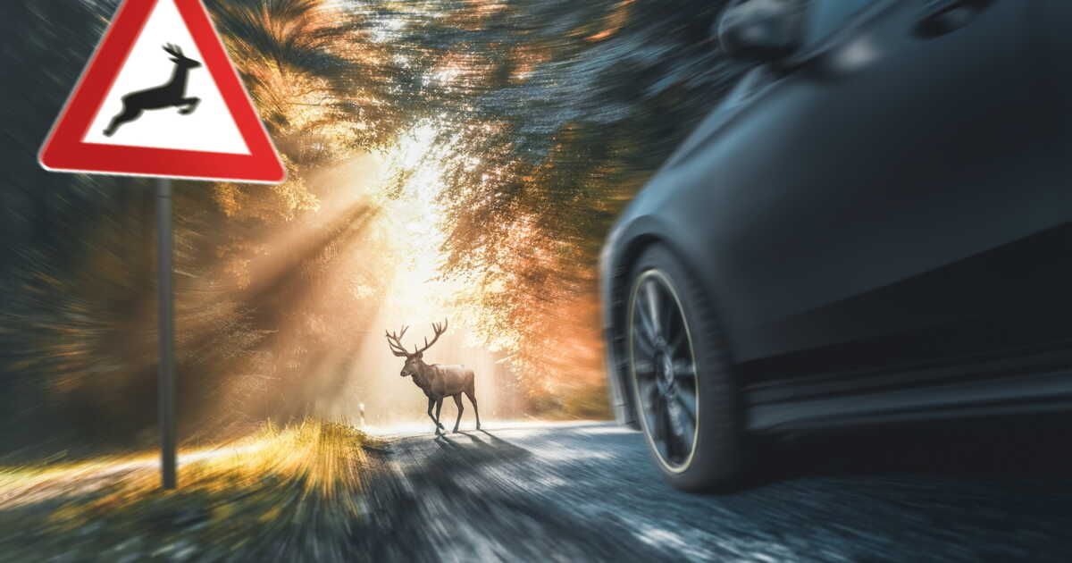 Accident avec un animal sauvage : êtes-vous couvert par votre assurance ?