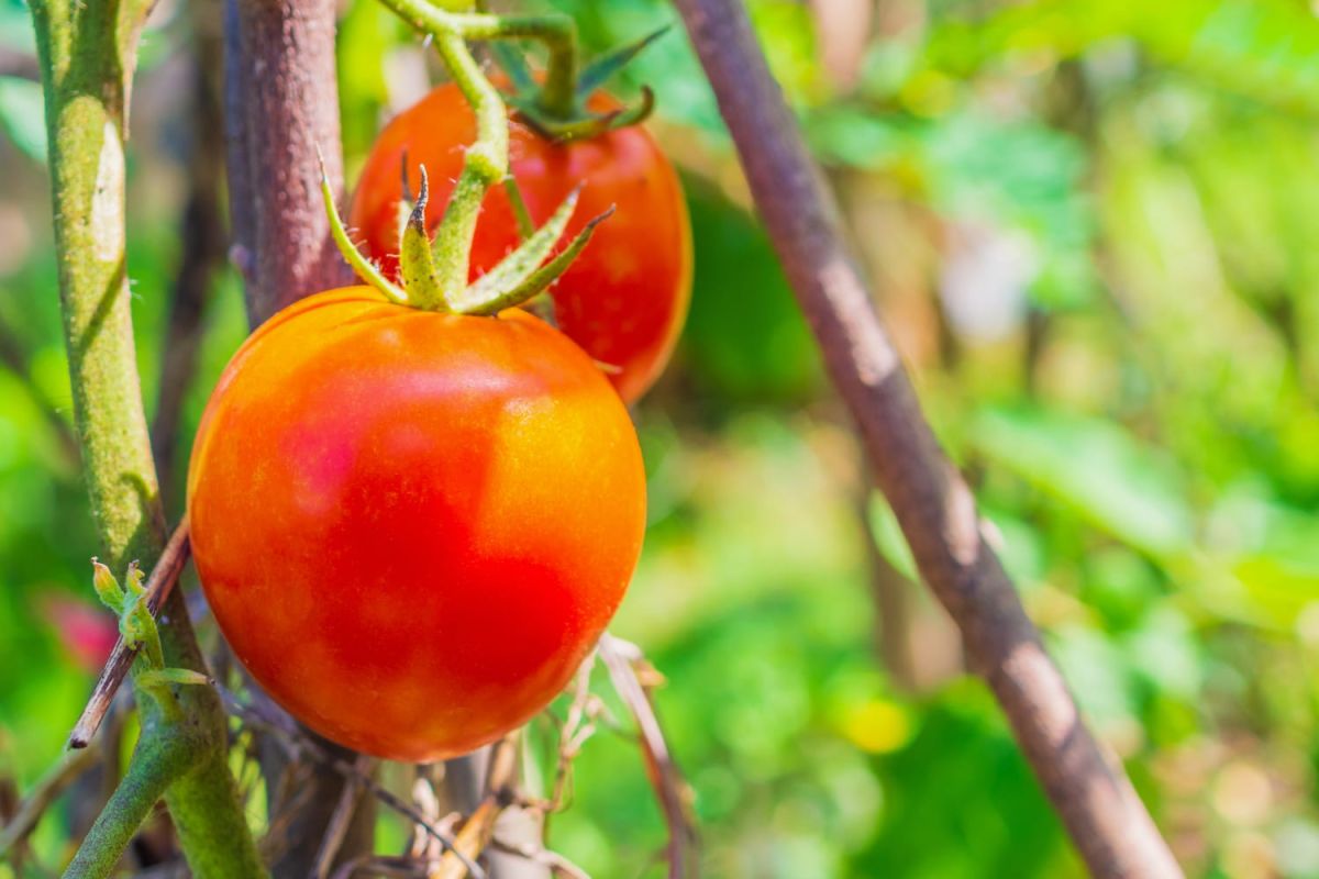 Le moment idéal pour planter des tomates dévoilé : un secret pour une récolte exceptionnelle