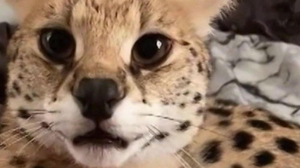 La tendance inquiétante du trafic d'animaux sauvages en France