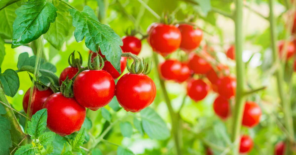 Pucerons : un remède surprenant avec du lait pour protéger vos tomates