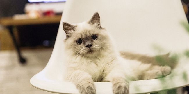 Comment se débarrasser de l’odeur d’urine de chat dans votre maison ?