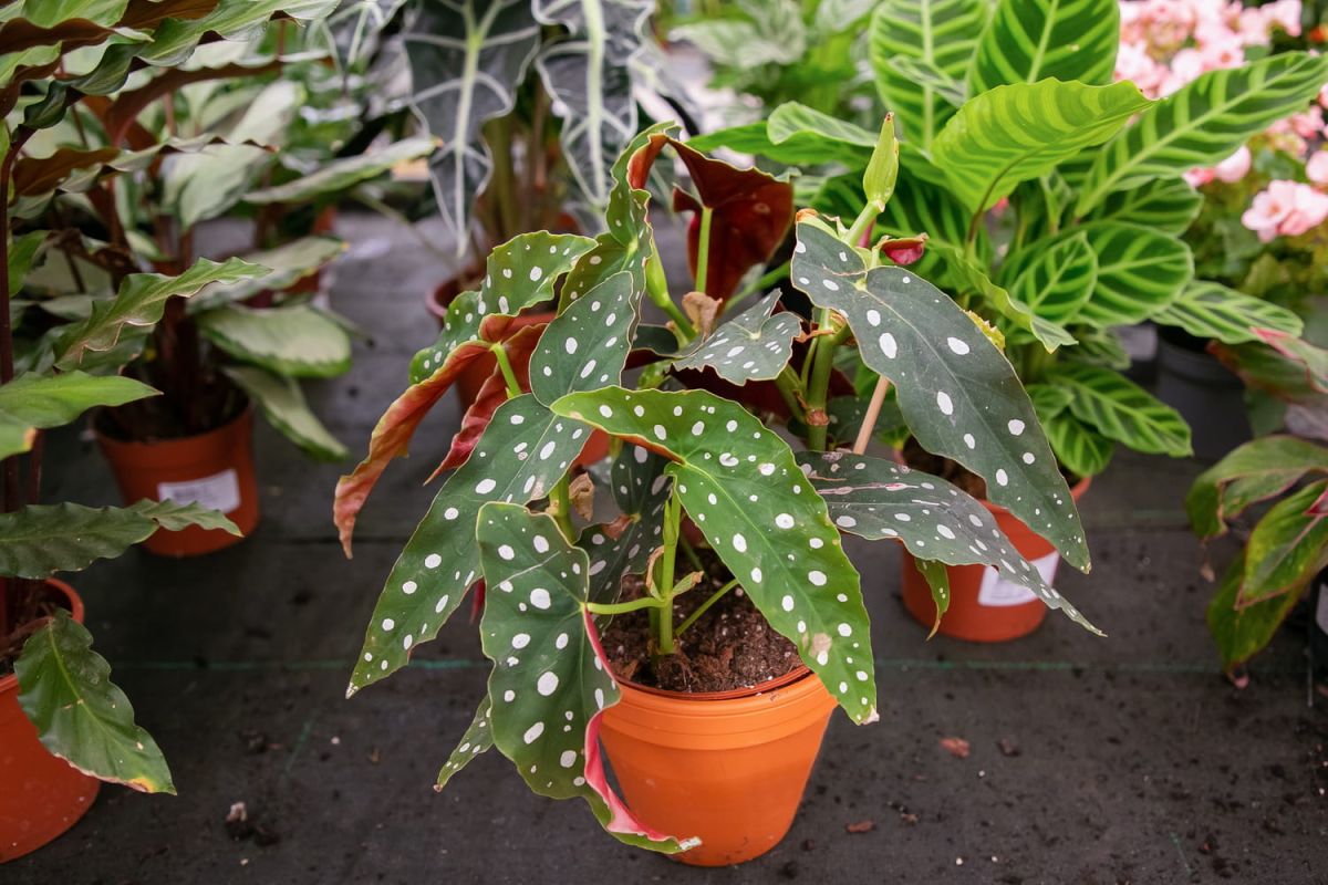 Le begonia maculata : un compagnon floral à choyer