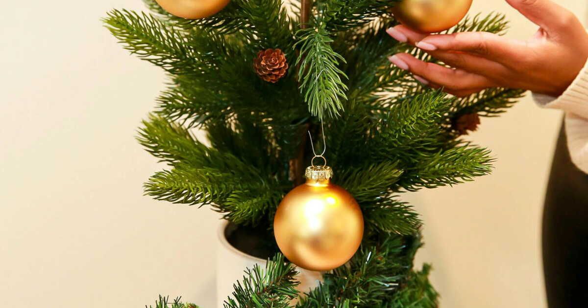Replanter son sapin de Noël : ce qu'il faut savoir