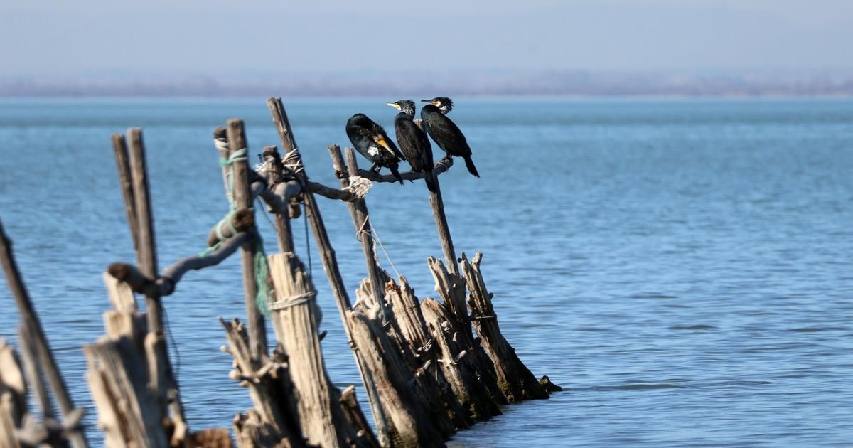 Des pays européens s'unissent pour maîtriser la population de cormorans