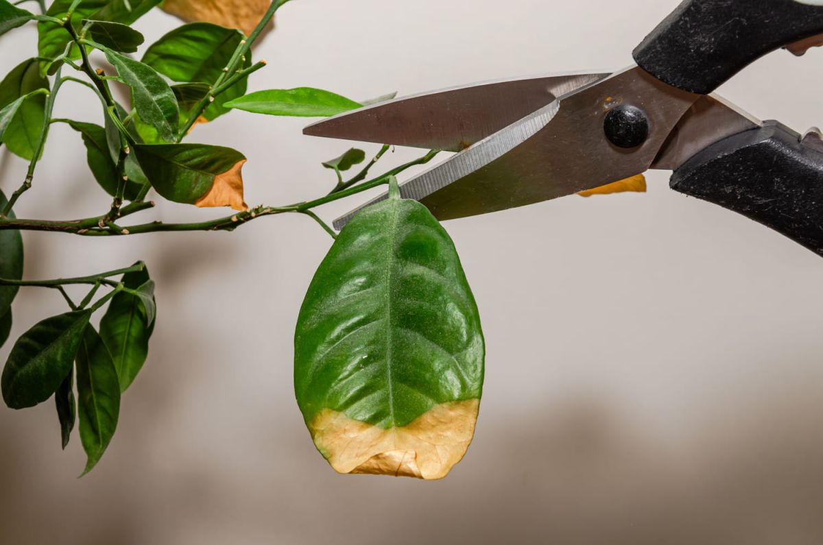 le geste simple qui sauve vos plantes pendant les vacances