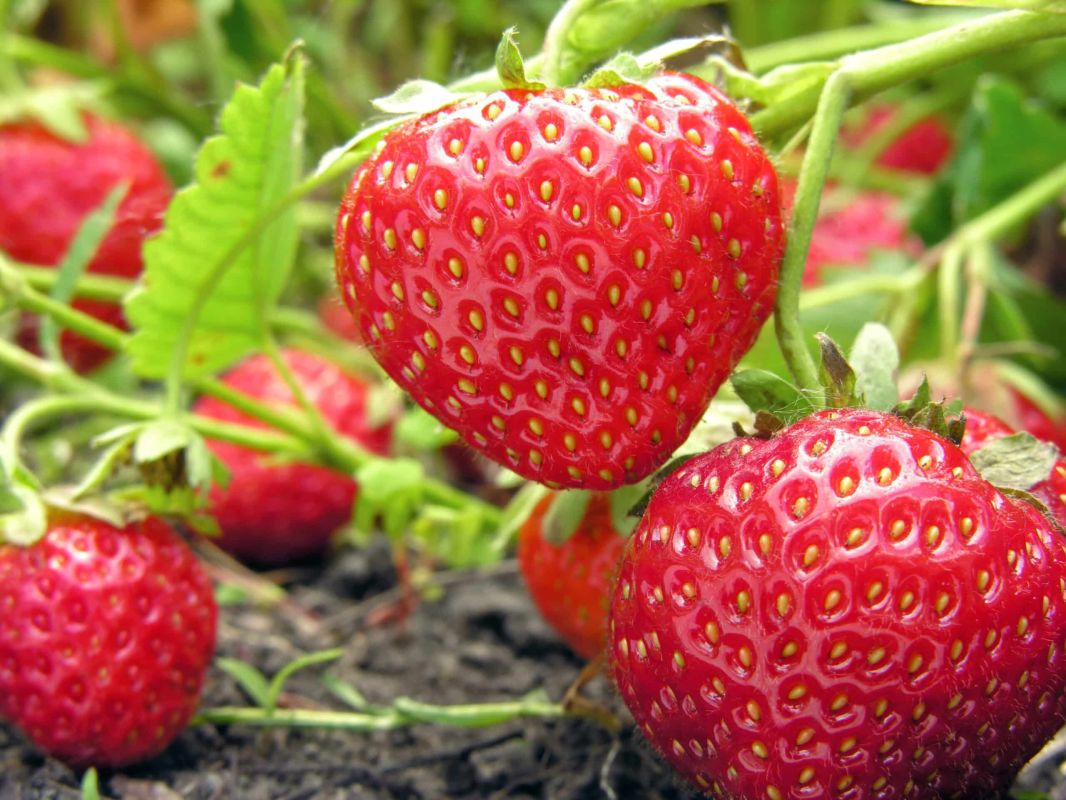 Préparer des fraises d'exception en août : l'art du nettoyage et du paillage