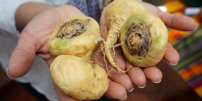 La maca : un trésor des Andes pour stimuler votre libido