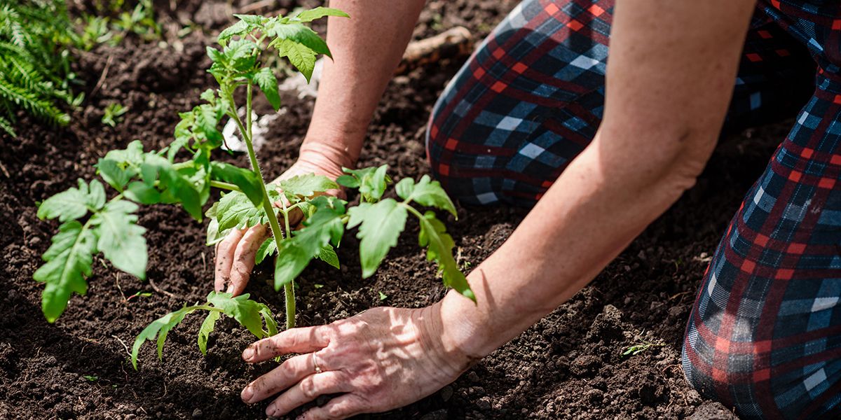 Cultiver des tomates : conseils pour une récolte réussie