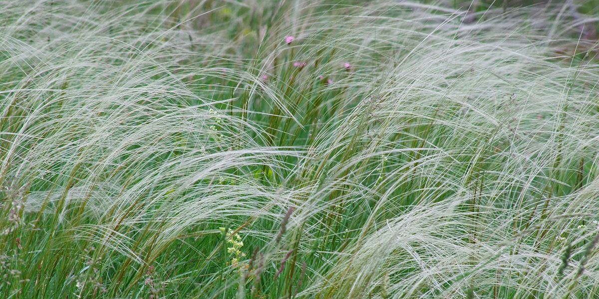 Stipa (Stipa tenuifolia syn. Stipa tenuissima) ou stipe cheveux d'ange