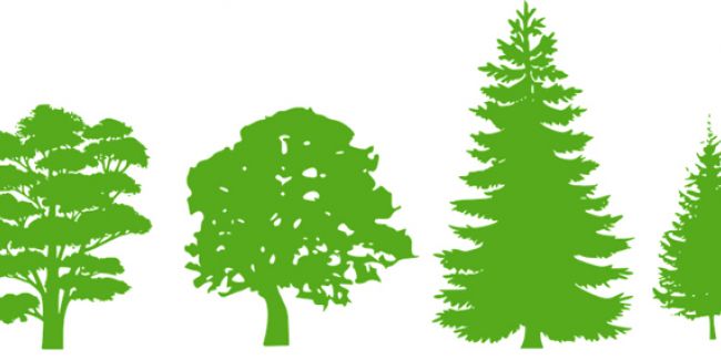 Les silhouettes captivantes des arbres : une exploration des ports