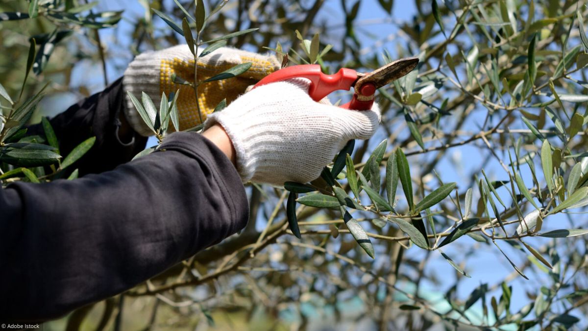 Le guide pratique pour planter et tailler un olivier dans votre jardin