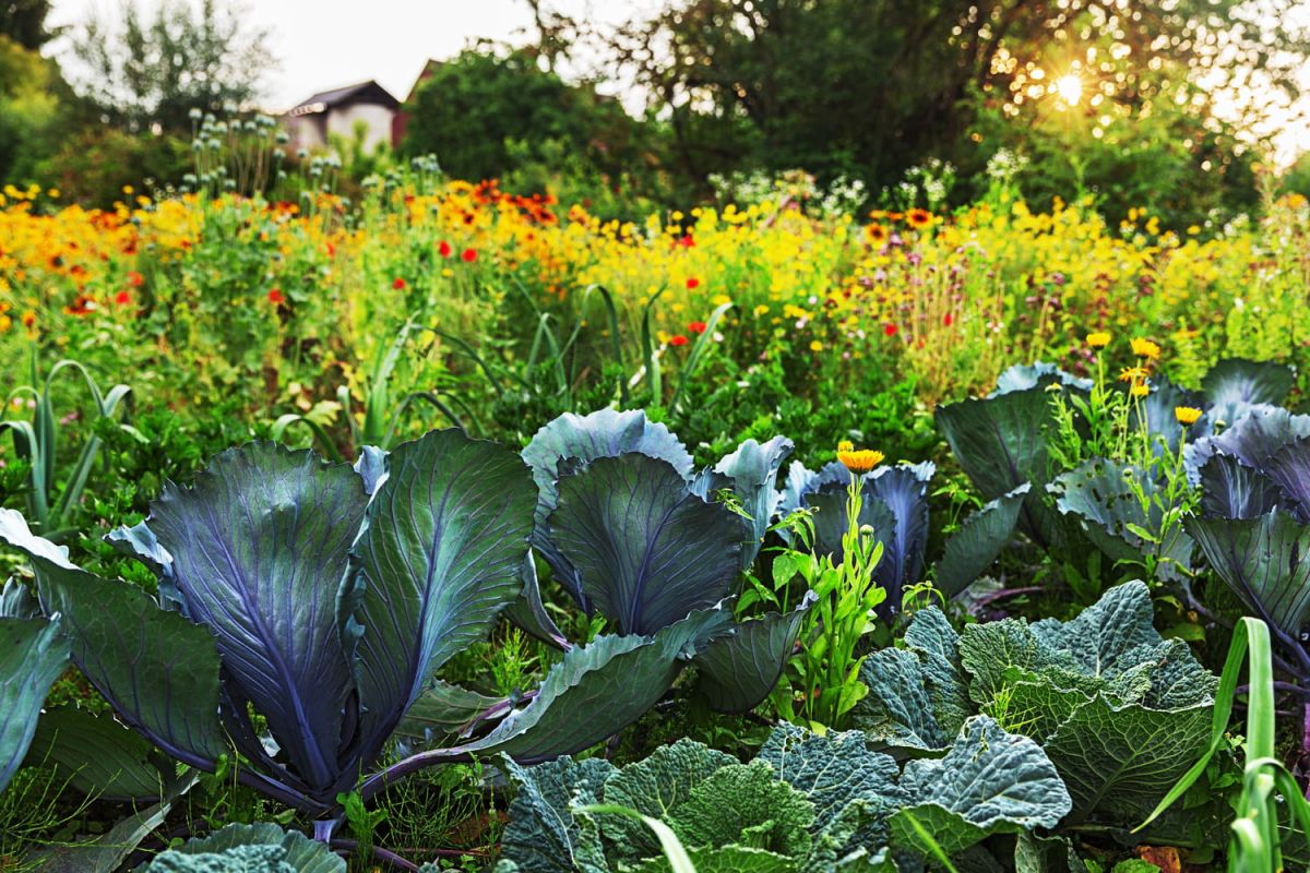 Transformez votre jardin : quand esthétique et gourmandise se rencontrent