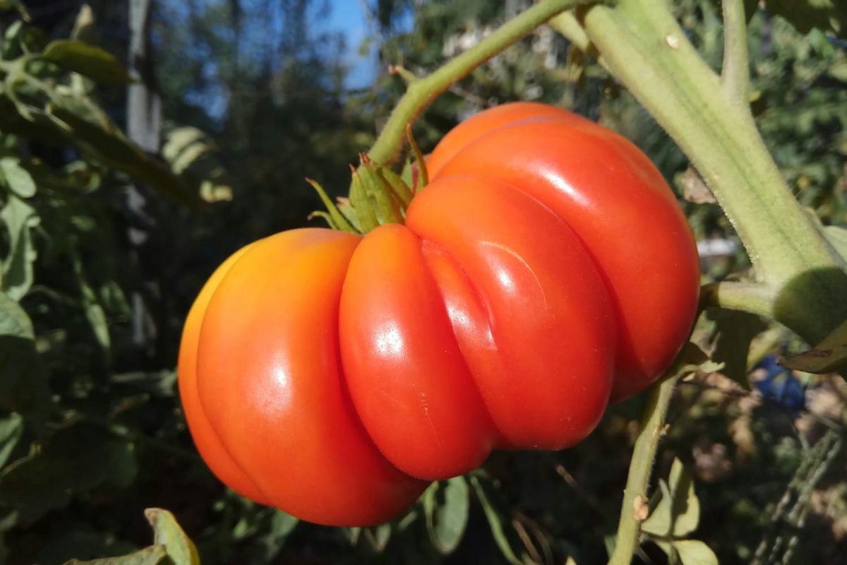 Le secret d'une récolte de tomates réussie révèle un produit à petit prix