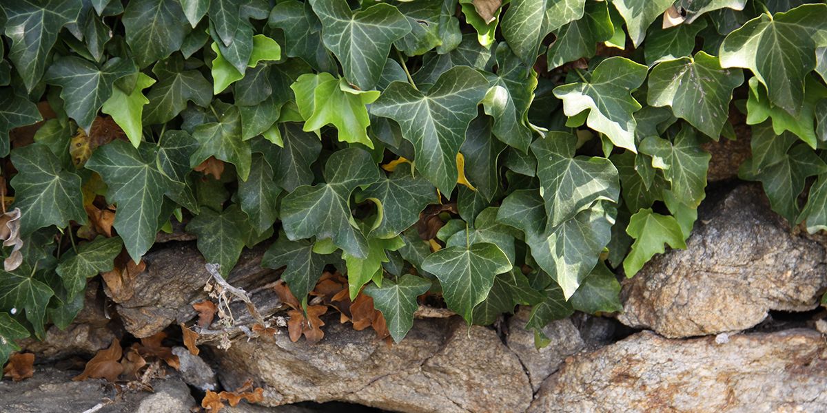 Le lierre grimpant : une plante rustique et surprenante