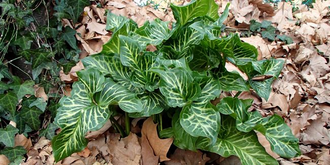 Faux arum (Arum italicum), gouet d'Italie