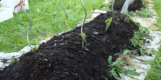 Créer un potager en lasagnes