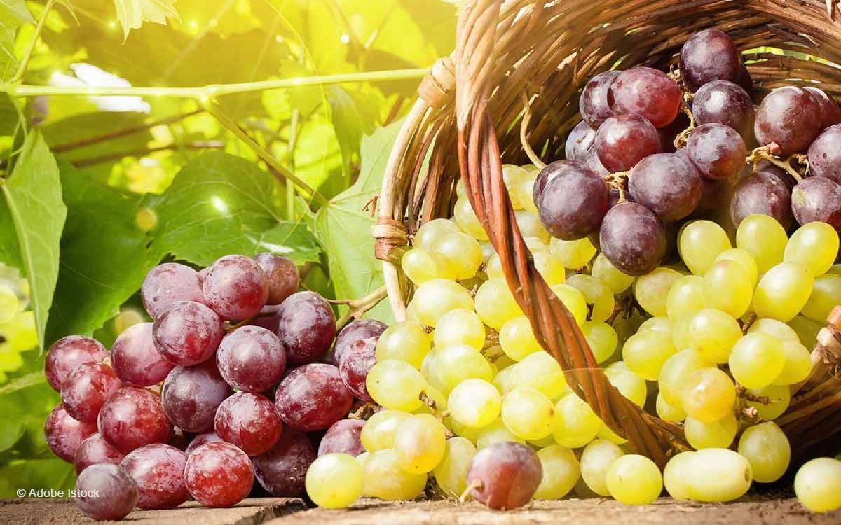 Cultiver la vigne : astuces pour des récoltes abondantes et savoureuses