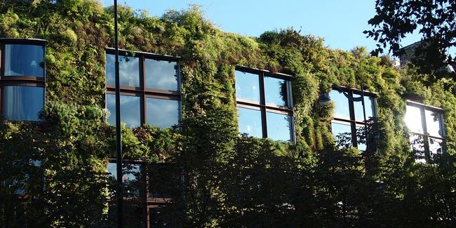 Comment créer un mur végétal extérieur ?
