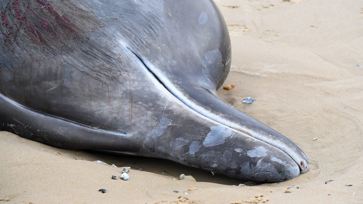 Tragédie marine à Capbreton : une baleine échouée succombe malgré des efforts héroïques