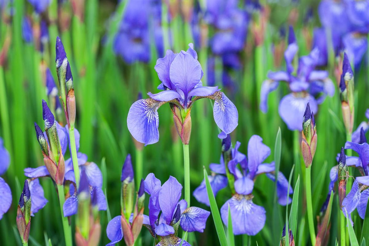 Iris : la clé d'un jardin coloré