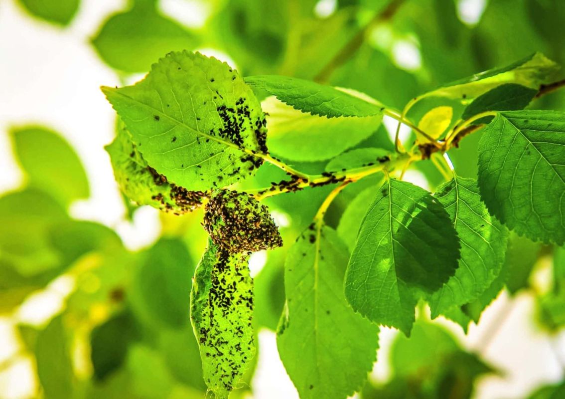 Les pucerons déjà de retour : comment protéger votre jardin dès maintenant