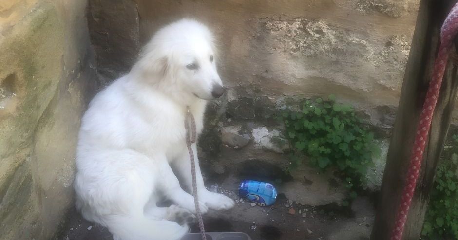 Un chiot abandonné retrouvé dans des conditions alarmantes à Bergerac