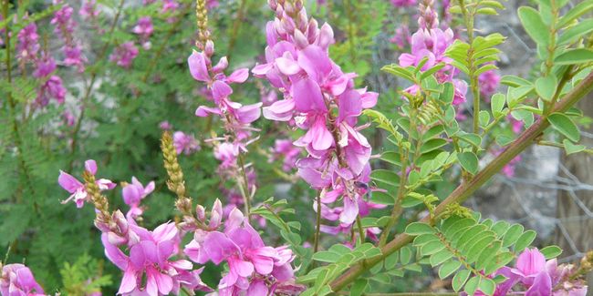Indigotier : un été en fleurs roses pour votre jardin