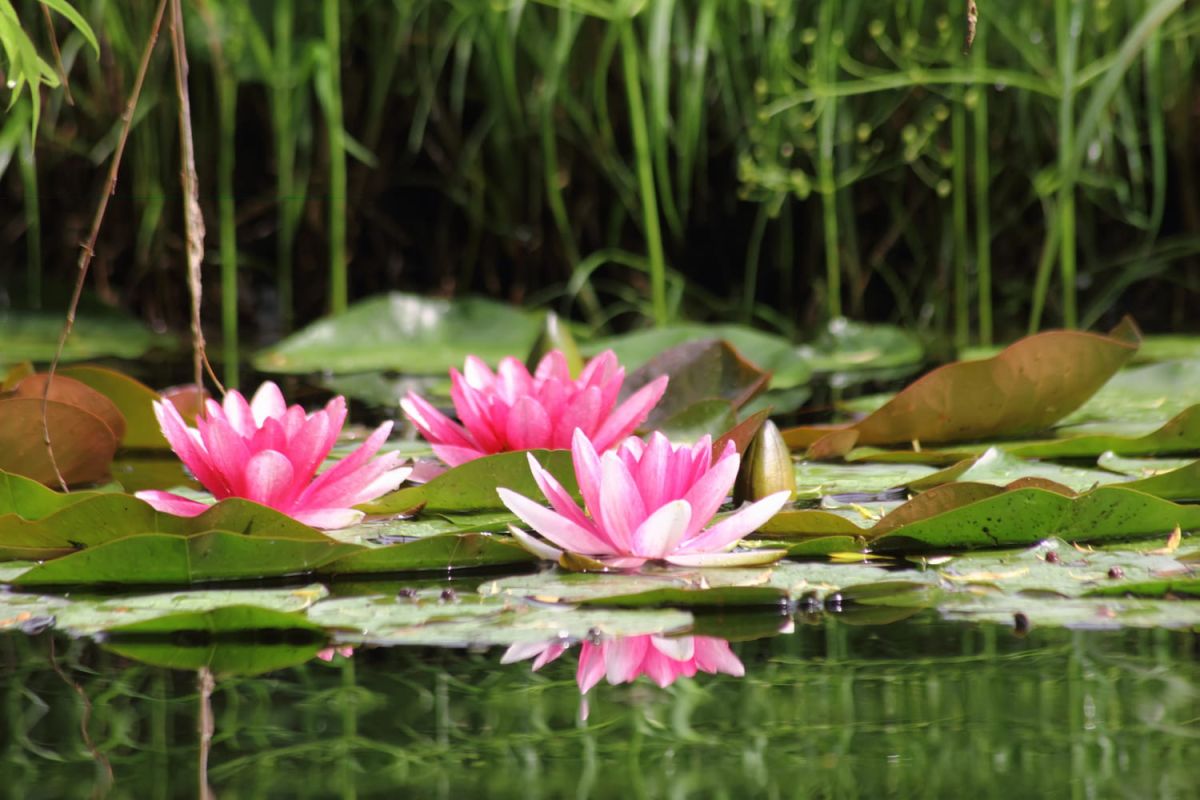 Nénuphar : secrets de plantation et différences avec le lotus